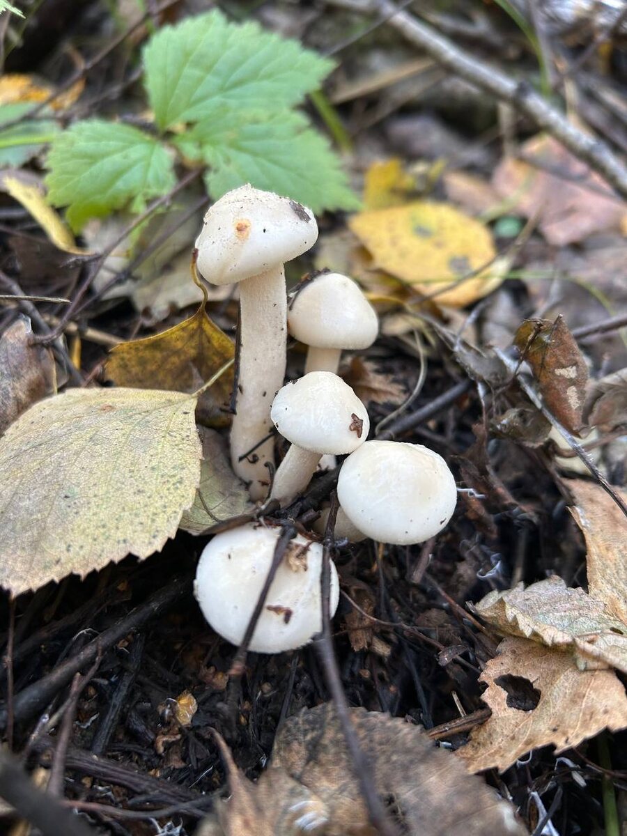 Гигрофор берёзовый или Гигрофор Гедриха (Hygrophorus hedrychii)