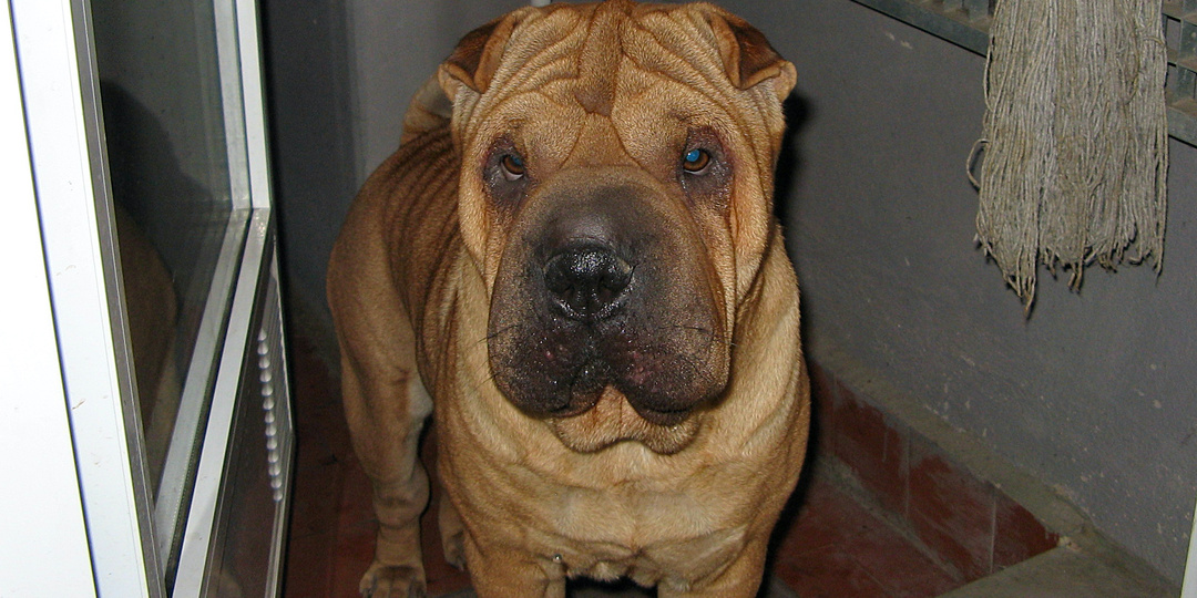 Собака и крыса отучили девочку от вредной привычки