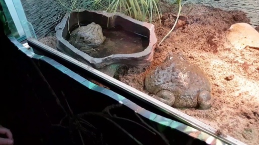 Выставка амфибий в Московском зоопарке.  Amphibian's exhibition in the Moscow Zoo.