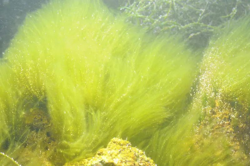 Кладофора нитчатая. Отдел зеленые водоросли представители. Все ли водоросли зеленого цвета. Зеленые водоросли ульва. Все ли водоросли зеленого цвета.