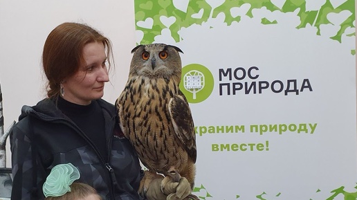 Скачать видео: Лекция о совах для детей в поддержку Дня Болот и охраны природы