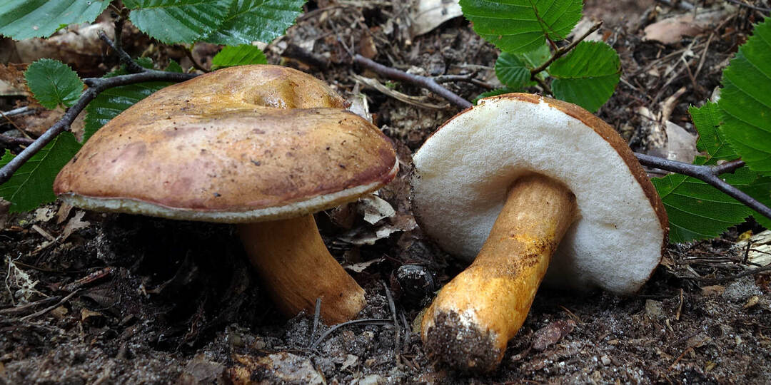 Ну, здравствуй, заячий гриб. Наконец-то познакомились!