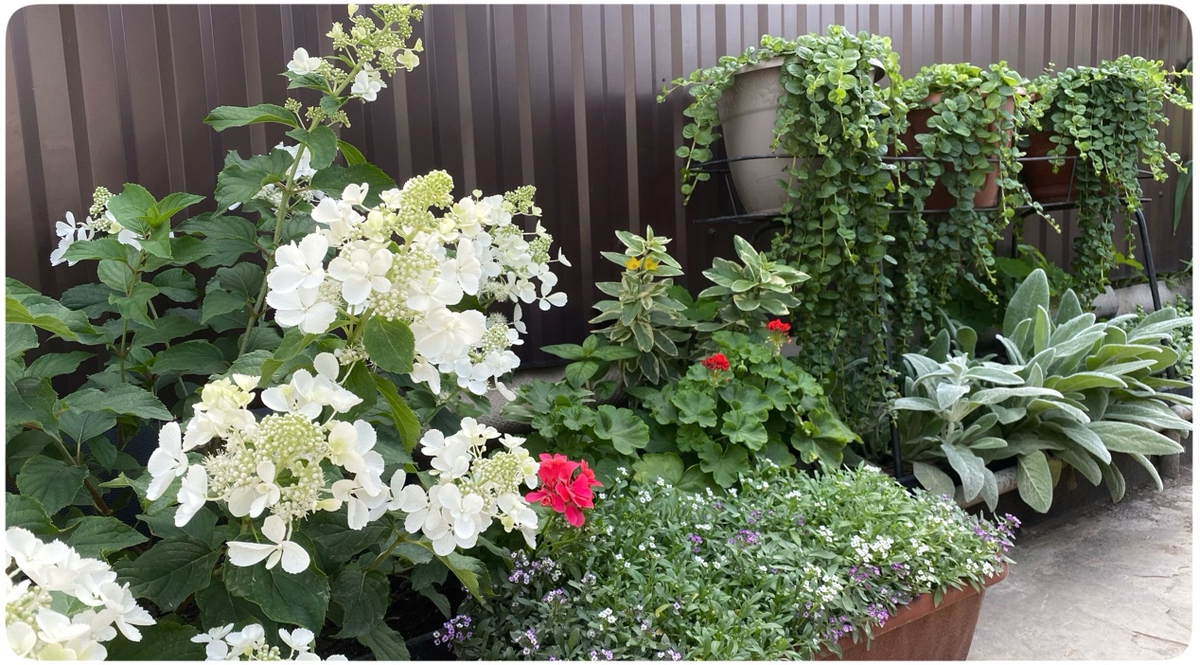 Великолепные вербейники /фото автора/