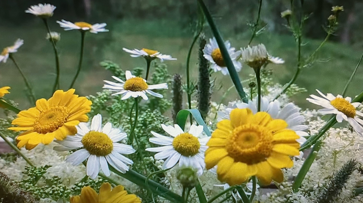 Нивяник и таволга