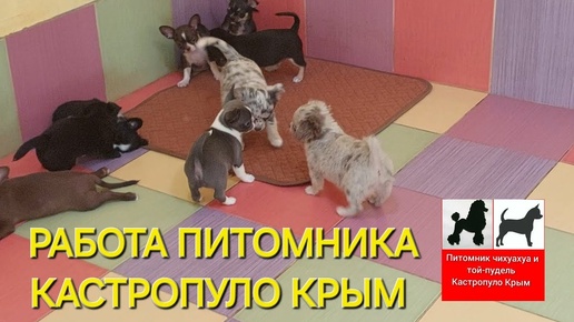 как работает питомник чихуахуа и той-пудель мальтипу Кастропуло Крым продажа щенков купить