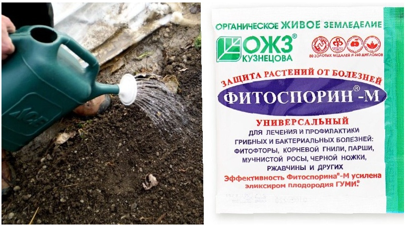 В дело здесь пойдет всем нам знакомый «Фитоспорин». Вот как огородникам предлагают его использовать.