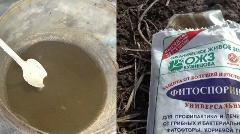 Чтобы использовать препарат, его надо растворить в воде и дальше уже по потребности: замачивать семена, обрабатывать растения и почву.