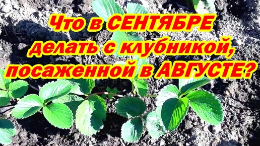 Download Video: Что в СЕНТЯБРЕ делать с клубникой, посаженной в АВГУСТЕ?