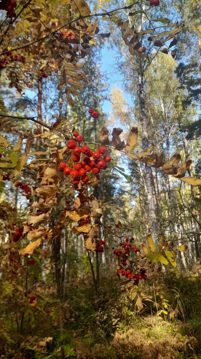 Осень, осень...