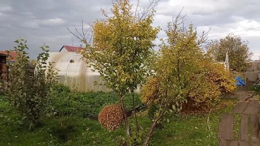 Хризантемы не хотят ЦВЕСТИ/ ПОМИДОРЫ🍅+Перцы🌶=ЛЕЧО