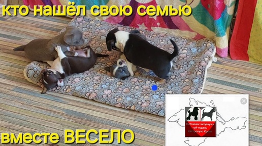 Download Video: ПОЧЕМУ ВМЕСТЕ ВЕСЕЛО/ КТО НАШЁЛ СВОЮ СЕМЬЮ ПИТОМНИК #ЧИХУАХУА И ТОЙ-ПУДЕЛЬ #КАСТРОПУЛО #КРЫМ