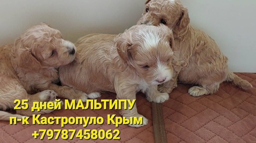 #МАЛЬТИПУ +79787458062 #maltipoo  ПРОДАЖА питомник Кастропуло Крым #купить мини щенка