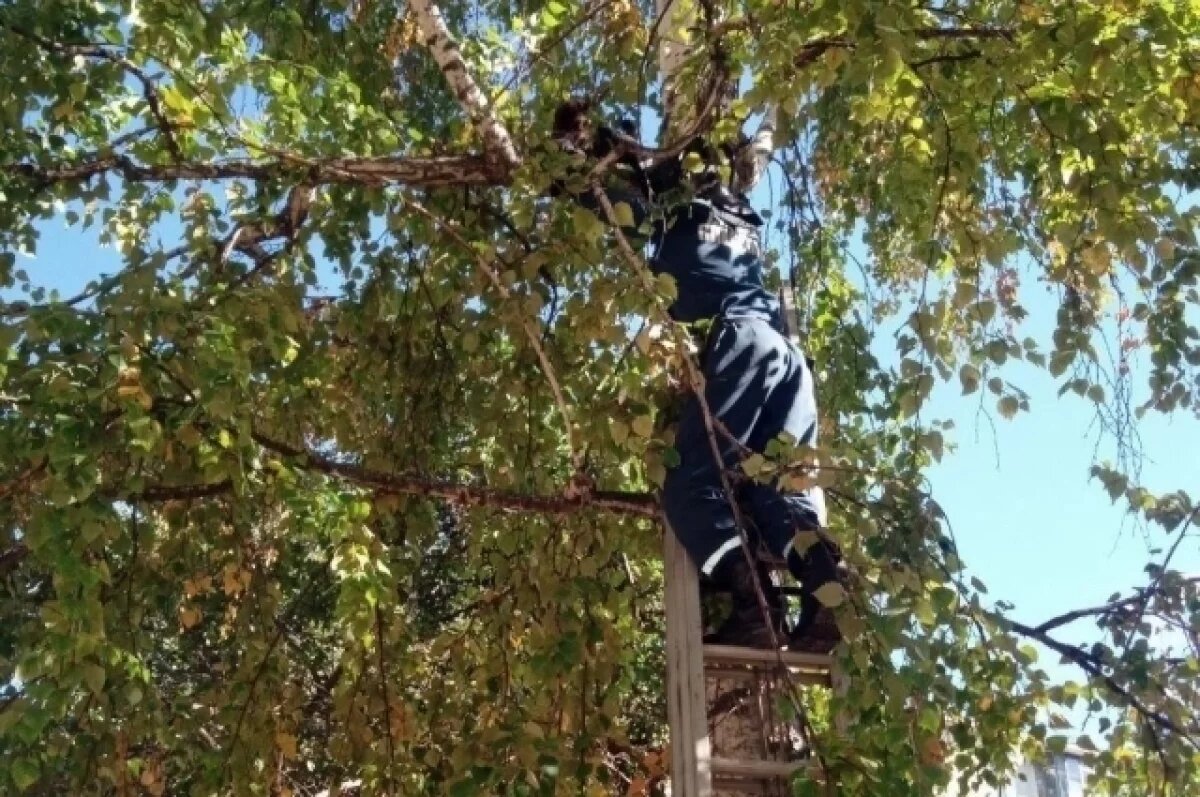    Ульяновские спасатели пришли на помощь кошке, 2 суток просидевшей на дереве