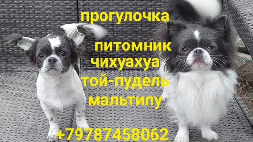 #влог питомник #чихуахуа и той-пудель Кастропуло Крым #купить щенка #chihuahua #puppy #maltipoo