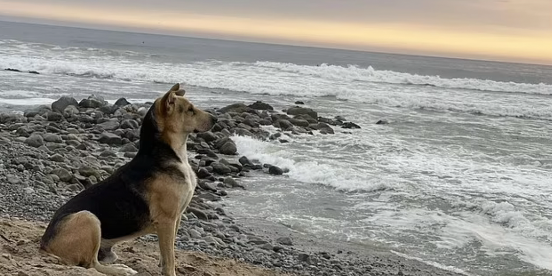 Пес приходит на берег и ждет хозяина, который давно умер