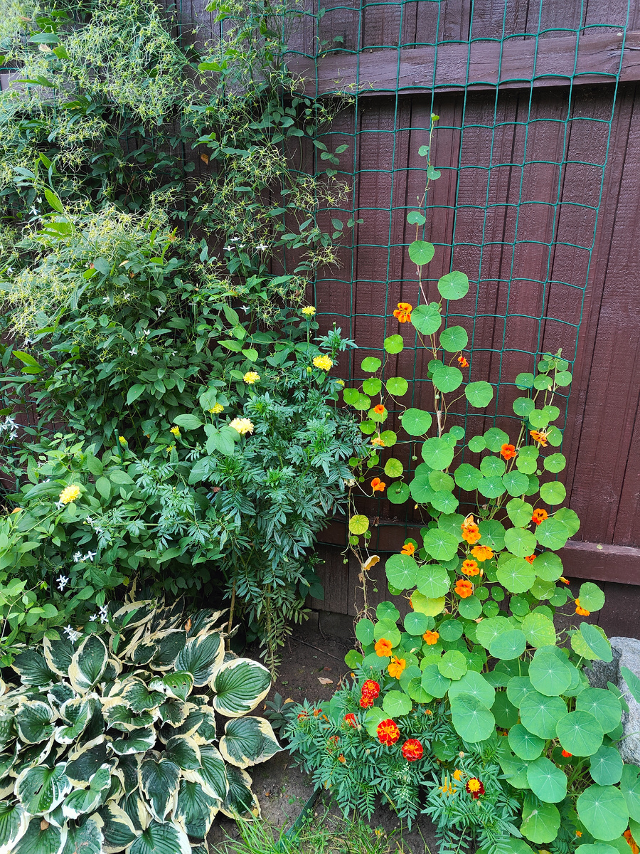 Справа от хосты видна голая земля - это я выполола всю траву.