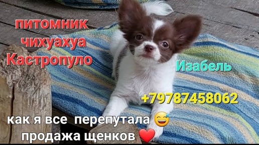 #влог КАЖДЫЙ ДЕНЬ #питомник #чихуахуа Кастропуло #chihuahua продажа щенков +79787458062  доставка