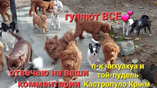 Download Video: +79787458062 #Chihuahua  #влог питомник чихуахуа и той-пудель Кастропуло #Крым #купить щенка Россия