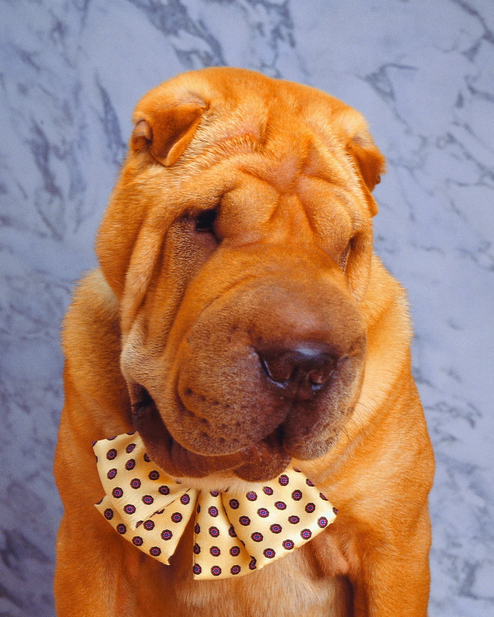 https://ru.freepik.com/free-photo/cute-shar-pei-dog-wearing-a-bow-tie_11890838.htm#query=shar%20pei&position=0&from_view=keyword&track=ais_hybrid&uuid=b742cef2-9ccc-41d0-8418-de0ea77a7cf9