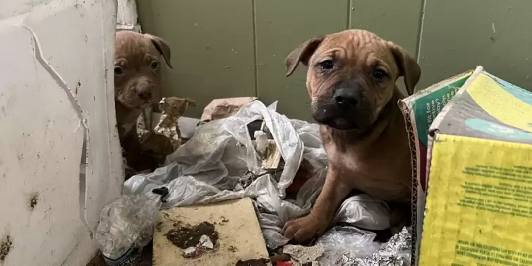Щенок позвал на помощь в заброшенном доме, чтобы спасти братьев