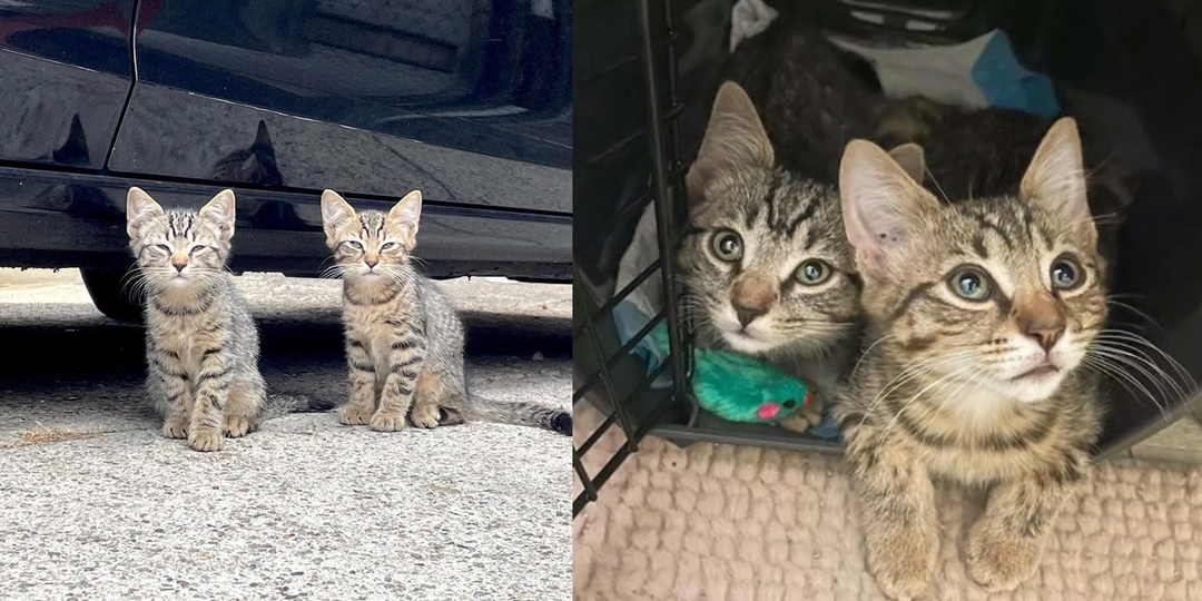 Два кота «усыновили» чужих котят