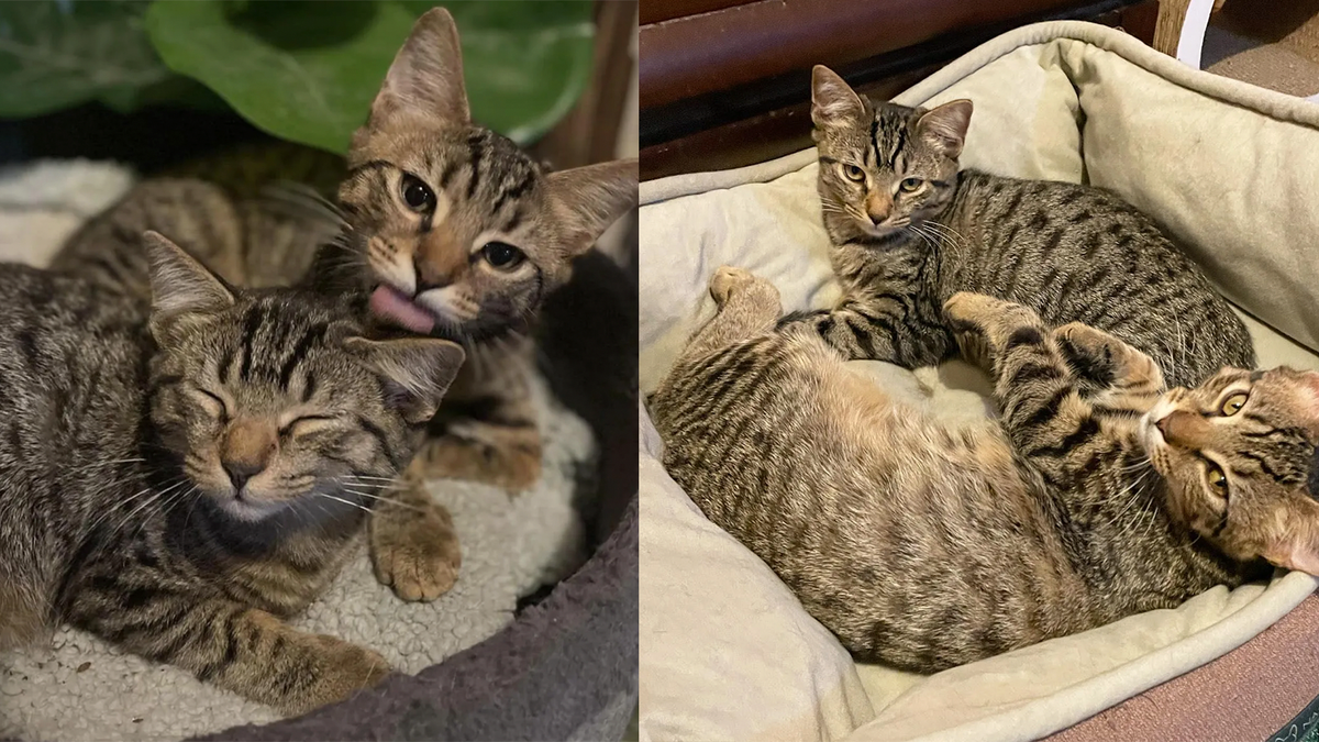    Котятам понадобилось время, чтобы привыкнуть к домашней жизни