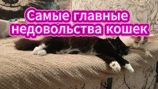 Самые главные недовольства кошек