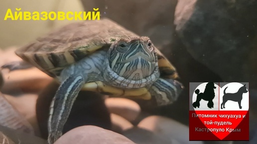 Айвазовский красноухая черепаха 🐢 Кастропуло