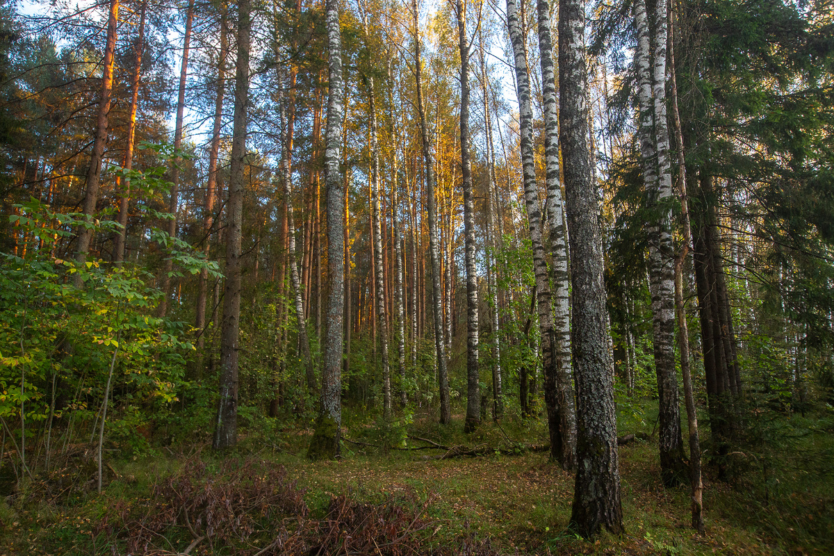 Осенний лес в Конаковском районе Тверской области. Фото автора статьи  