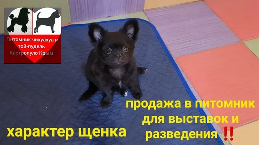 купить щенка в питомник для выставок и разведения ‼️ характер щенка 🐕 Кастропуло Крым чихуахуа