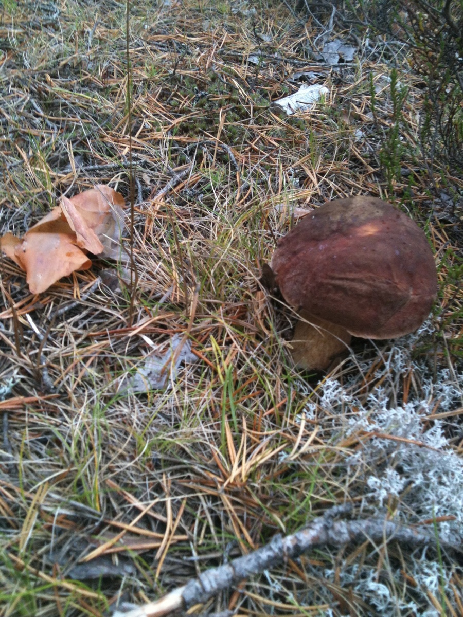 Боровик в сосновом лесу!