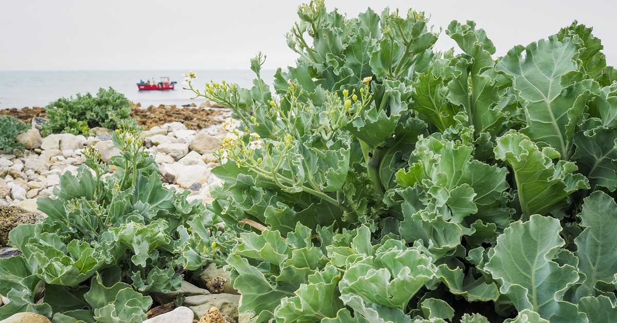 Brassica oleracea
