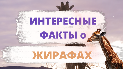 ИНТЕРЕСНЫЕ ФАКТЫ о ЖИРАФАХ. Жирафы идеальные охранники - они спят всего два часа