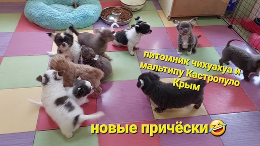 ЗАЧЕМ клеем уши чихуахуа питомник Кастропуло Крым  #chihuahua #maltipoo купить щенка