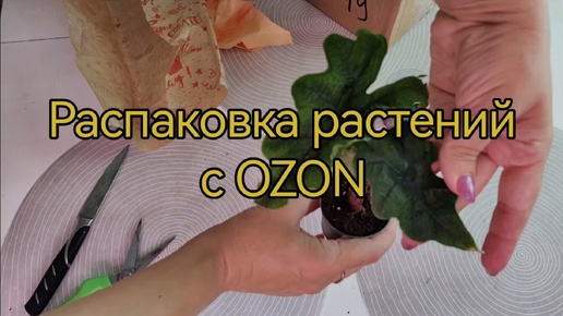 Распаковка растений с OZON