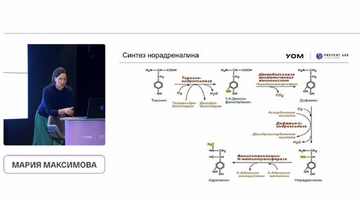 Download Video: Норадреналин. Нейроанатомия и нейрохимия