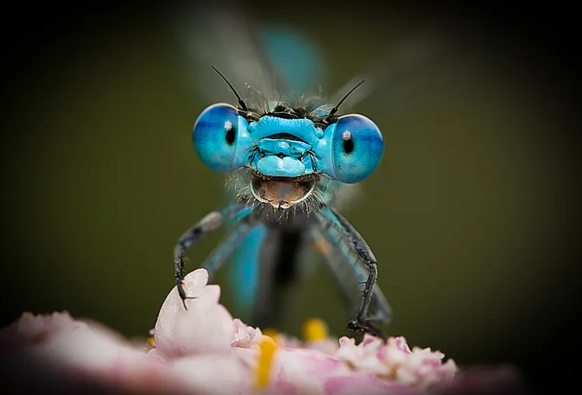 Стрекоза крупным планом. Это фото стало вторым призером премии Comedy Wildlife Photography Awards в 2021 году. Фотограф Алекс Боккер назвал его "Ну привет!"