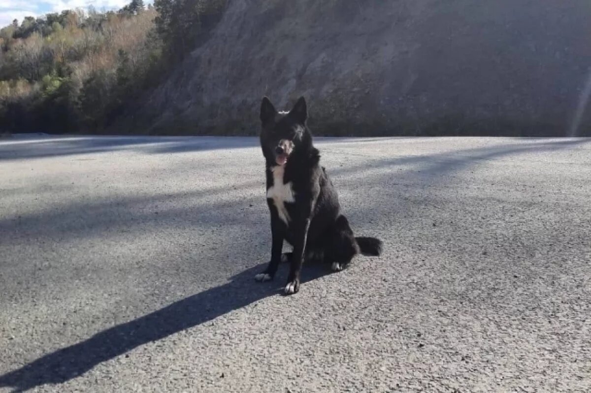    Приморский «хатико» с крестом на груди три недели ждет хозяина у дороги