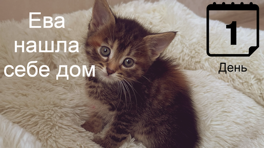 Нашли котенка Еву! 1 день дома!