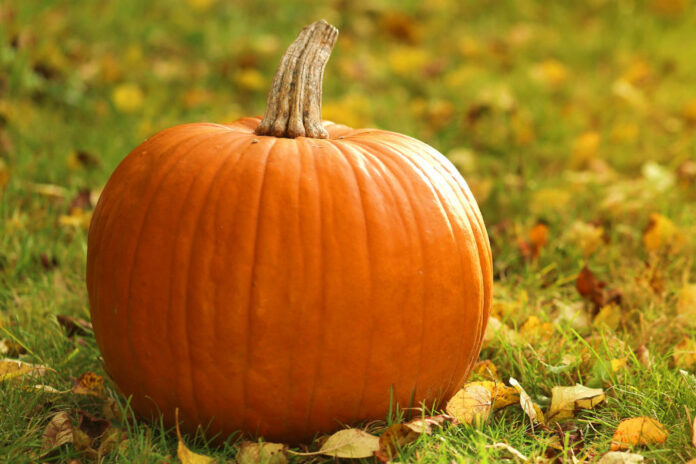 Фото: spb.selhozproduct.ru