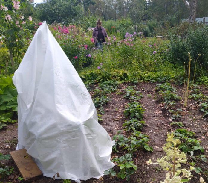 Вечерами прикрывайте тыквы, кабачки, огурцы нетканым материалом, ведь ночные температуры заметно снижаются.