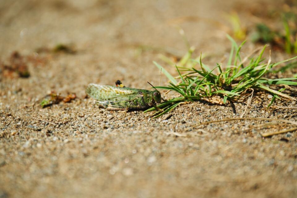    Долина реки Чулышман. Источник: Андрей Сороко / "Толк"