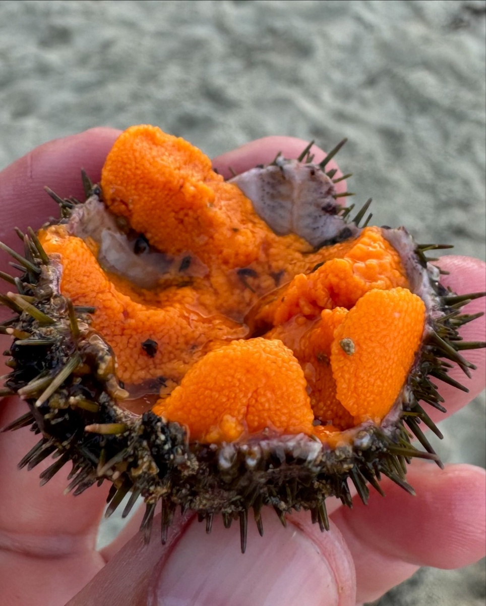 Витамина А в икре ежа в 20 раз больше, чем в корне ЖЕНЬШЕНЯ