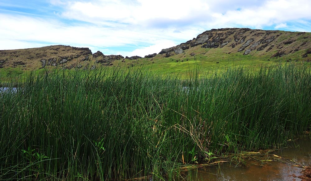 Заросли тростника тотора в кратере вулкана Рано-Рараку