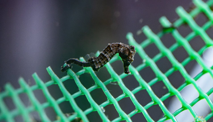 Фото: «Москвариум»