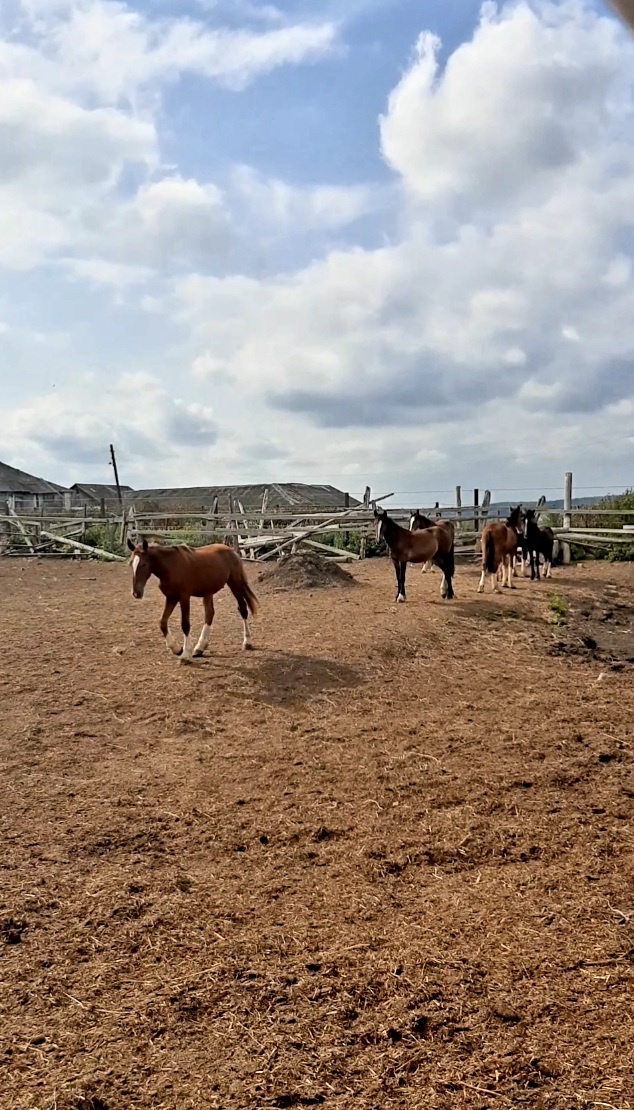 Конный племенной завод "Монастырское подворье". Юрьев-Польский село Косинское