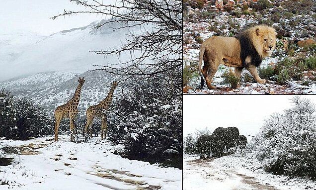 Животные в недоумении.  фото: картинки яндекса.