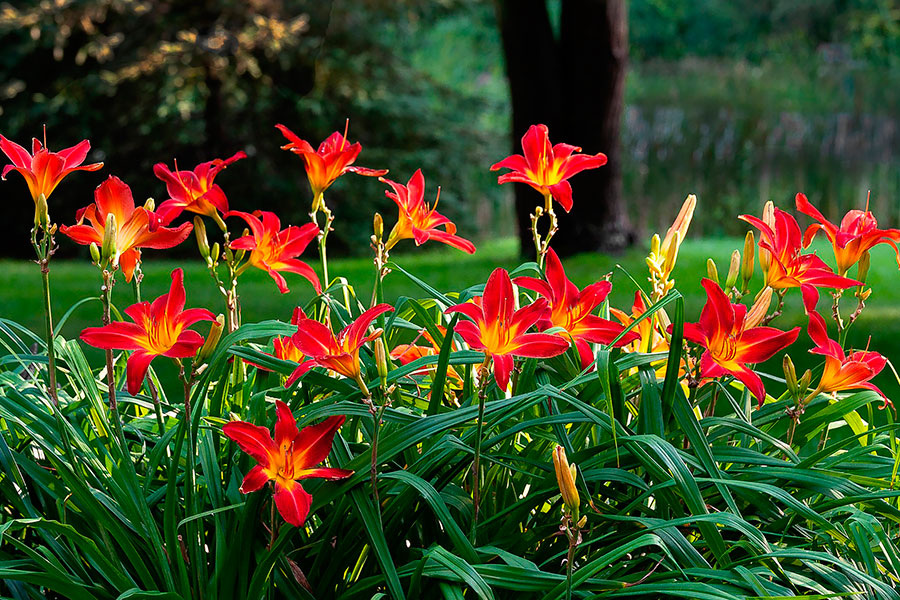 Лилейник. Картинка из интернета