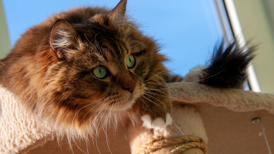    Фото: Svetlana Vozmilova/Globallookpress