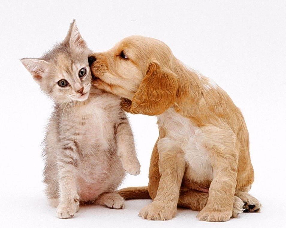 Источник Яндекс картинки